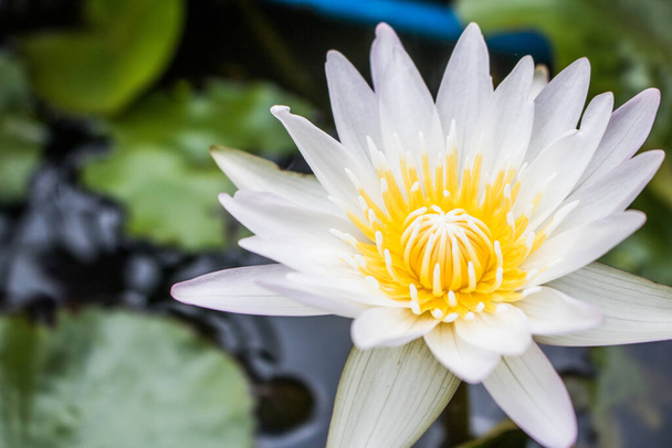 Close-up lotusbloem in het bassin, Bovenaanzicht - Foto, afbeelding