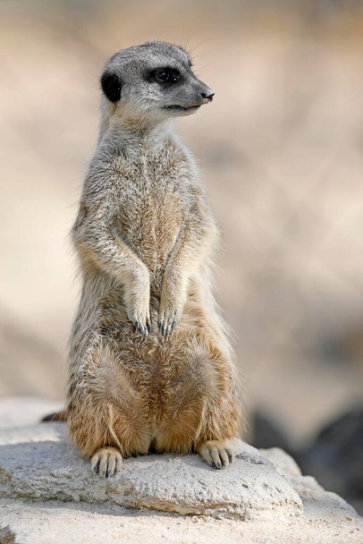 Meerkat (Suricata suricatta), sits upright on stone, attentive, captive - Foto, Imagem