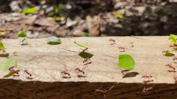 MACRO, DOF: Parade van marcherende bladsnijdermieren die een voorraad groene bladeren verzamelen. Kolonie rode mieren die bladeren dragen en verzamelen om hun eigen schimmel te kweken. Dierendiversiteit van het wilde Panama. - Video