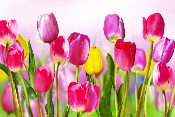 květiny tulipány - Fotografie, Obrázek