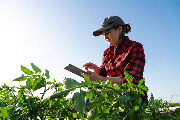 A woman farmer with digital tablet on a tomato field. Smart farming and digital transformation in agriculture. High quality photo - Фото, зображення