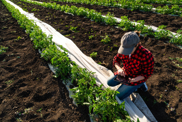 Een vrouwelijke boer met digitale tablet op een tomatenveld. Smart farming en digitale transformatie in de landbouw. Hoge kwaliteit foto - Foto, afbeelding