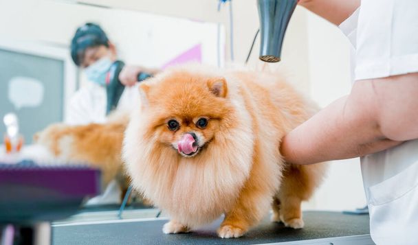Groomer blow dry a Pomeranian dog after washing in at grooming salon. - Foto, immagini