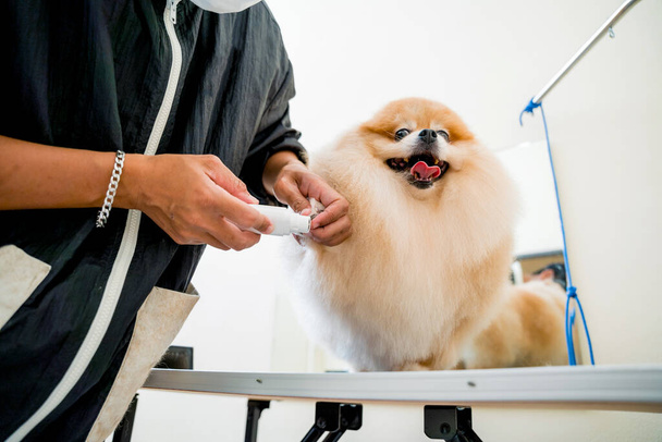 Groomer polishing claws a Pomeranian dog at grooming salon. - Fotó, kép