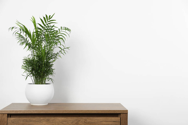 Potted chamaedorea palm on wooden table near white wall, space for text. Beautiful houseplant - Foto, imagen