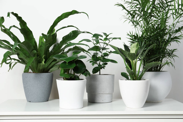 Many different houseplants in pots on chest of drawers near white wall - Zdjęcie, obraz
