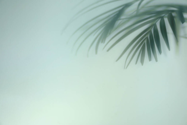 Schatten tropischer Pflanzenblätter auf hellem Hintergrund, Platz für Text - Foto, Bild