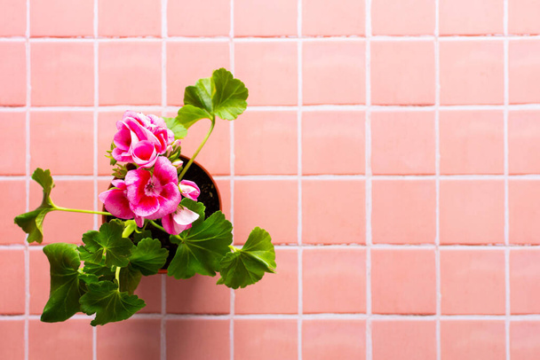 Decoración de primavera de un balcón o terraza con flores, flor de geranio rosa sobre fondo de baldosa rosa, jardinería casera y pasatiempos, diseño biofílico - Foto, imagen