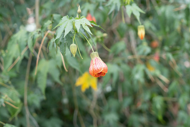 Redvein Abutilon kukka, joka tunnetaan myös nimellä kiinalainen lyhty, laji Callianthe - Valokuva, kuva