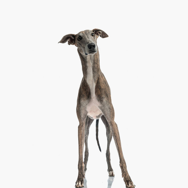 surprised english greyhound puppy with long legs looking away and being on guard in front of white background - Φωτογραφία, εικόνα