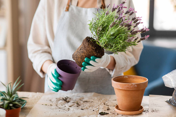 people, gardening and housework concept - close up of woman in gloves planting pot flowers at home - Foto, immagini