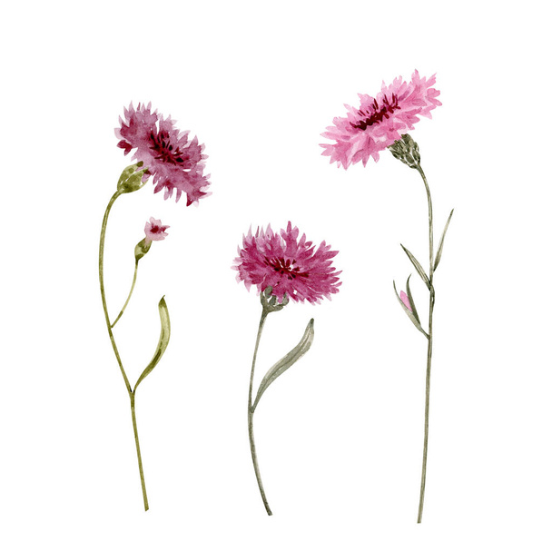 conjunto de flores rosadas acianos, acuarela ilustración aislada sobre fondo blanco. - Foto, Imagen
