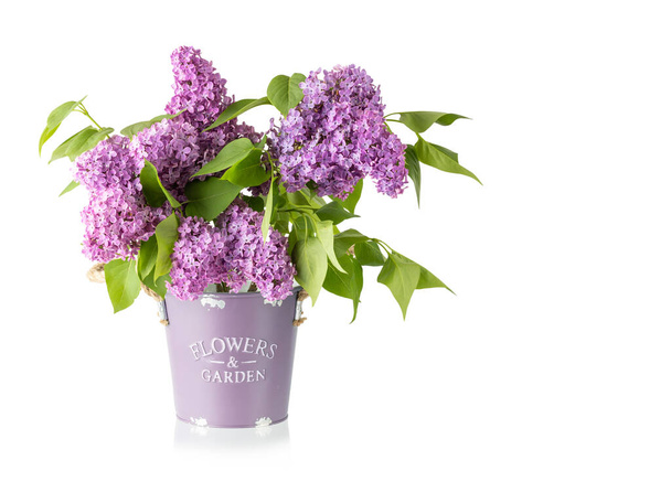 branches de lilas à l'arôme fleuri fleurs violettes dans un seau vintage isolé sur fond blanc. Bouquet de fleurs de printemps. - Photo, image