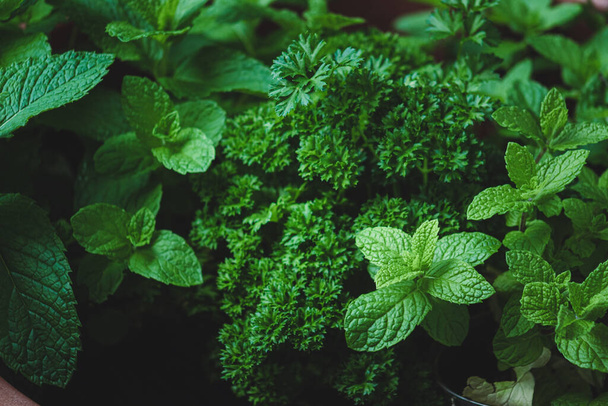 Closeup image of Parsley and Mint growing together in a pot. - Fotoğraf, Görsel