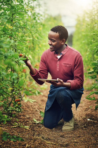 La tecnologia ha reso l'agricoltura molto più facile. un bel giovane agricoltore maschio che usa una tavoletta mentre controlla i suoi raccolti - Foto, immagini