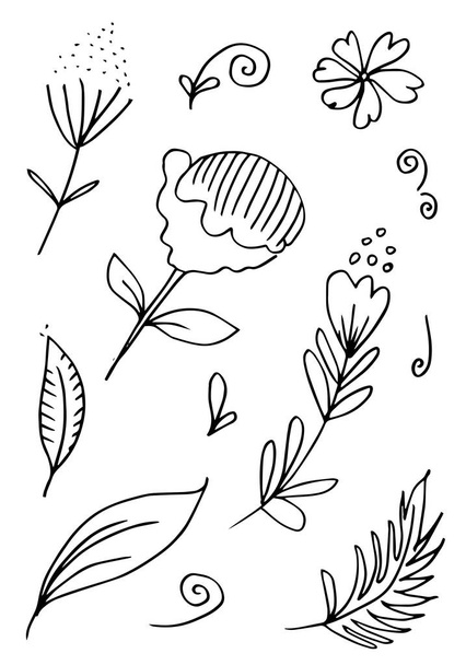 leaf and flower floral ornament template on white background.Vector hand drawn botanical illustration - Vector, Image