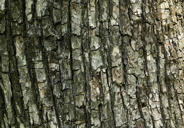 Texture of dark cracked tree bark - Photo, Image