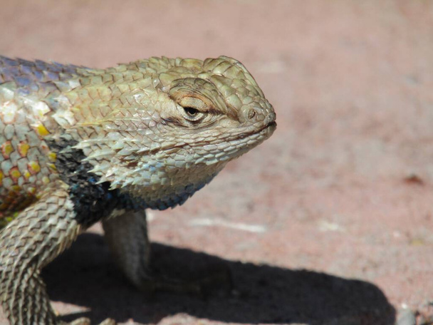 Grumpy desert spiney lizard  - Photo, Image