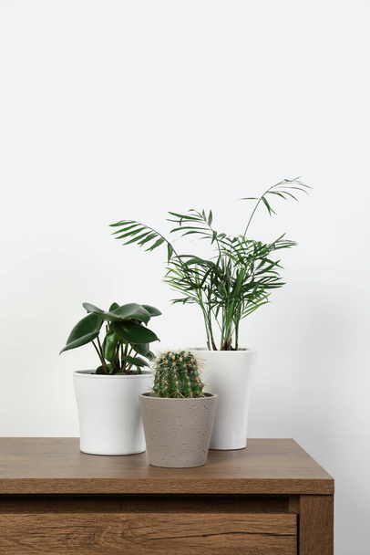 Many different houseplants in pots on wooden table near white wall - Foto, afbeelding