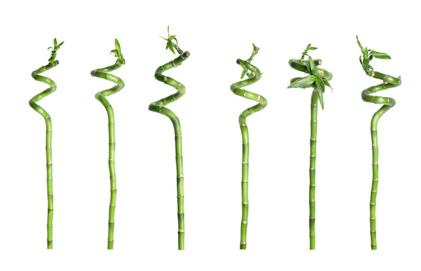 Collage of green bamboo stems with leaves on white background - Foto, Imagem