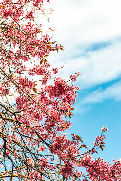 Nahaufnahme einer wilden Himalaya-Kirschblüte, Thailand. - Foto, Bild