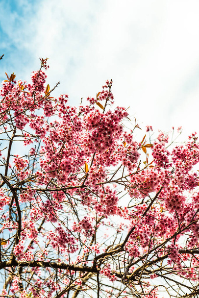 Close up of wild Himalayan Cherry flower, Thailandia. - Foto, immagini