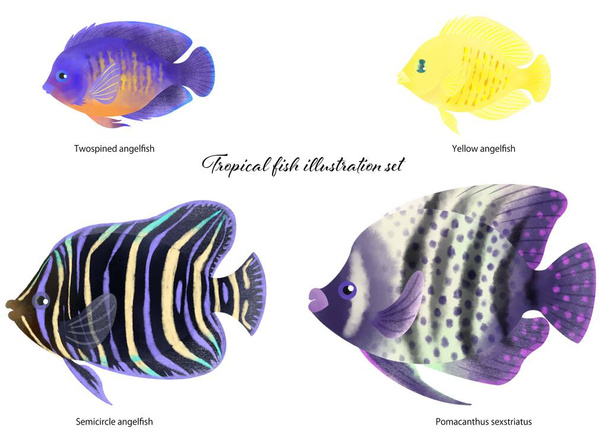 Tropické ryby ilustrační materiál set - Fotografie, Obrázek