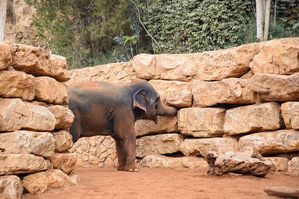 ein asiatischer Elefant im Zoo - Foto, Bild