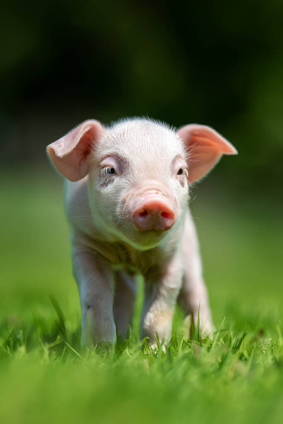 Sluiten pasgeboren roze biggetje op lentegroen gras op een boerderij - Foto, afbeelding