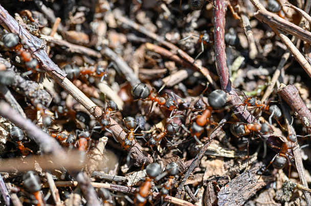 Ameisenhaufen mit vielen roten Waldameisen Orebro Schweden 9. Mai 2023 - Foto, Bild