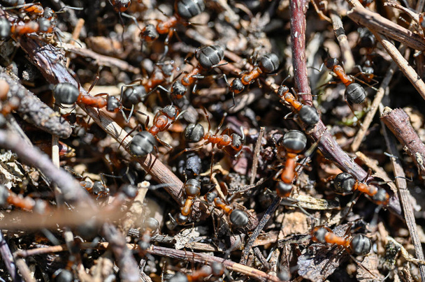 formicaio con un sacco di formiche di legno rosso Orebro Svezia maggio 9 2023 - Foto, immagini