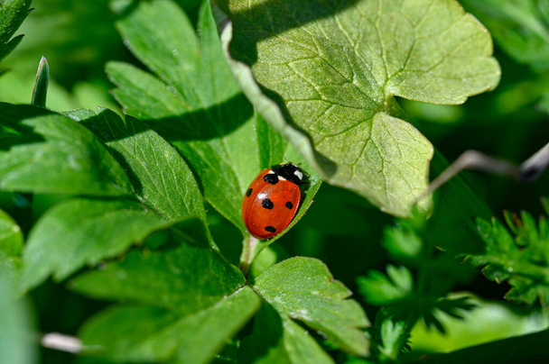 Close to a cute little ladybird ladybug Orebro Sweden may 9 2023 - Photo, Image