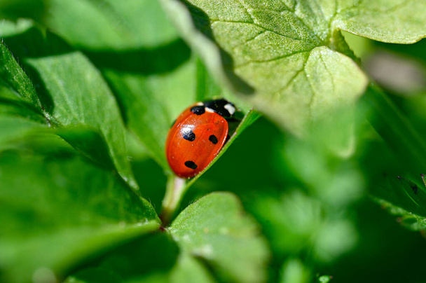 Close to a cute ladybird ladybug Orebro Sweden may 9 2023 - Фото, изображение