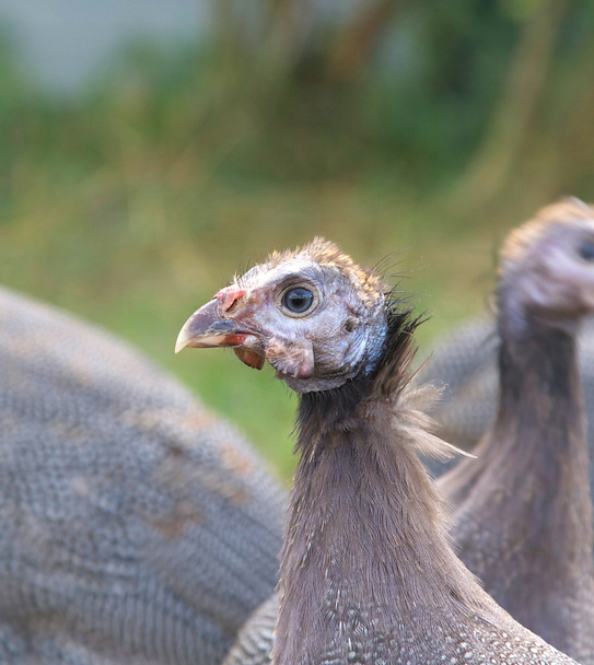 Primo piano della testa di gallina della Guinea vecchia di tre mesi
 - Foto, immagini