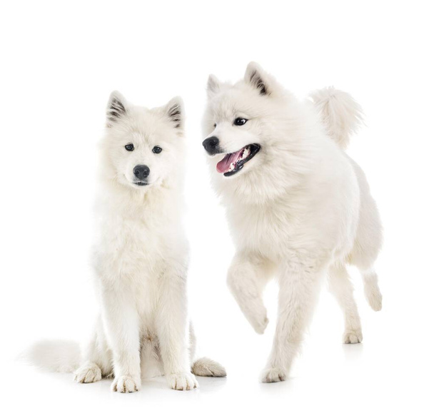 samoyed dogs in front of white background - Фото, зображення