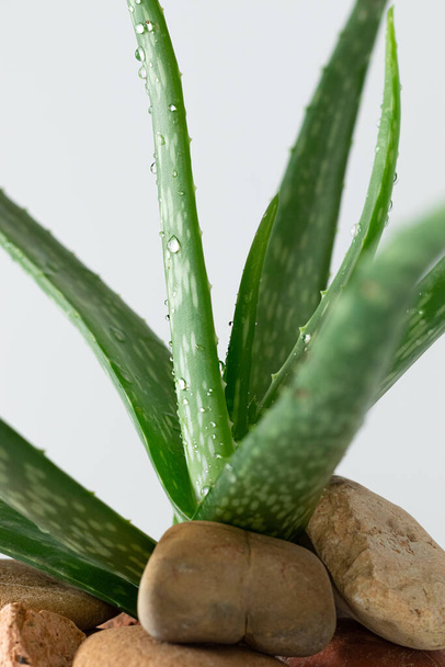 Aloe vera with pebble stone on white background, background for design and decoration - Foto, afbeelding