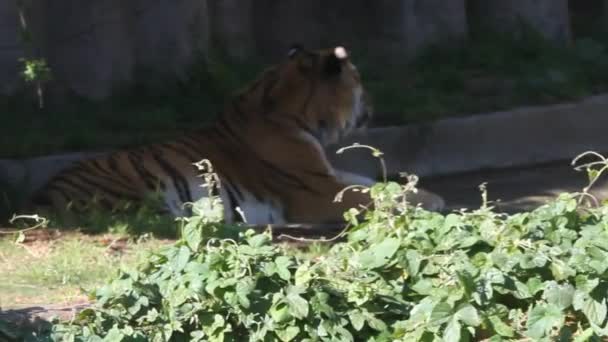 Tiger sitting and watching - Filmati, video
