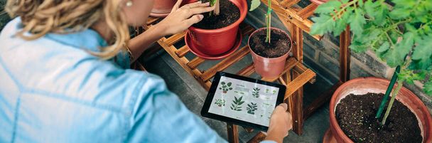 Unrecognizable young woman using gardening app with artificial intelligence to care plants of her urban garden on terrace - Photo, Image