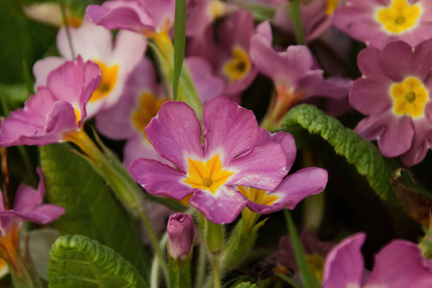 flores de cocodrilo púrpura en primavera - Foto, Imagen