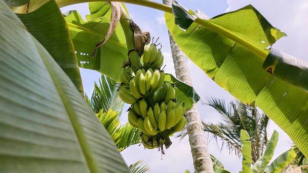Banana tree with green bananas - Foto, imagen