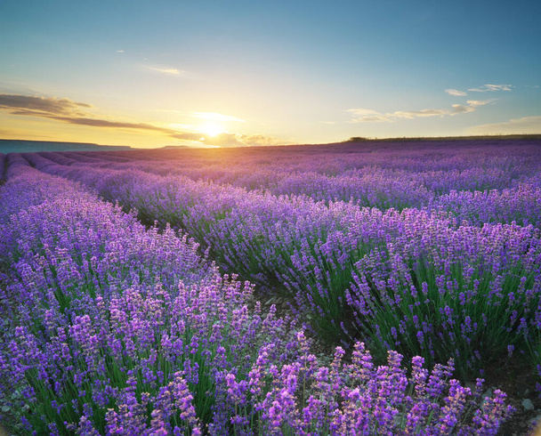 Meadow of lavender at sunset. Nature landscape composition. - Valokuva, kuva