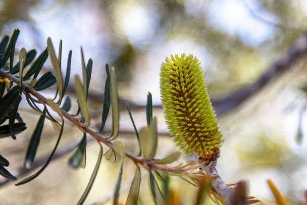Silber-Bananenblüte und -Zapfen, Banksia marginata, Tasmanien, Australien. Nahaufnahme der Blütenspitze durch die Blätter mit Bokeh-Hintergrund. Auch als tasmanisches Geißblatt bekannt. - Foto, Bild