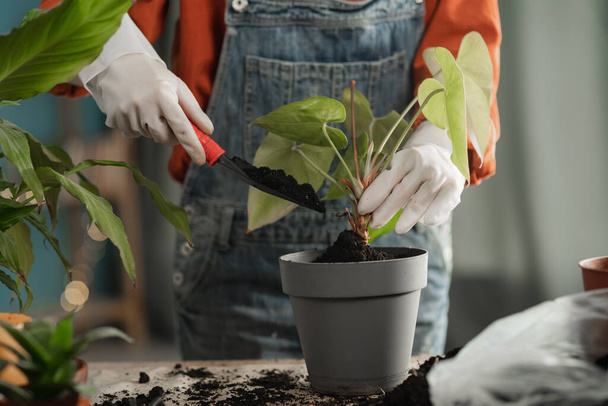Spring repotting and houseplant care. Waking up indoor plants for spring. Close-up of female hands is transplanting plant into new pot at home. Concept of home garden. - Foto, immagini