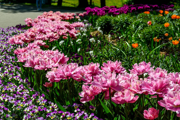 colorful tulips in a flowerbed in the park as a postcard - Foto, Imagen
