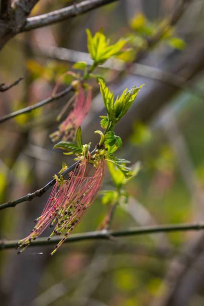 The ash-leaved maple Acer negundo flowers in early spring, sunny day and natural environment, blurred background. - Photo, Image