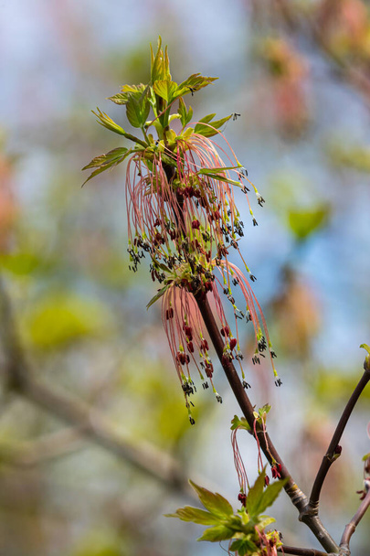 Η στάχτη-φύλλα σφενδάμου Acer negundo λουλούδια στις αρχές της άνοιξης, ηλιόλουστη μέρα και το φυσικό περιβάλλον, θολή φόντο. - Φωτογραφία, εικόνα