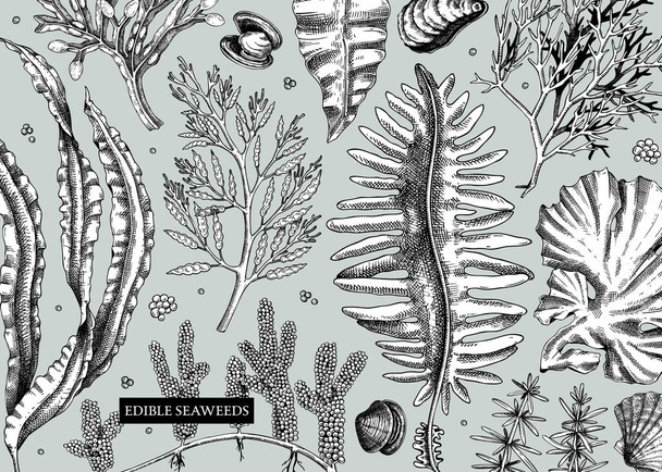 Seaweed vector background in sketch style. Edible algae - golden kelp, wakame, kombu, hijiki, and Irish moss drawings. Underwater plant botanical illustration Healthy food, cosmetics ingredients - Вектор,изображение