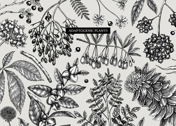 Adaptogenic plants background in sketch style. Sketched medicinal herbs, weeds, berries, leaves banner design. Perfect for brands, labels, packaging. Botanical illustrations - Wektor, obraz