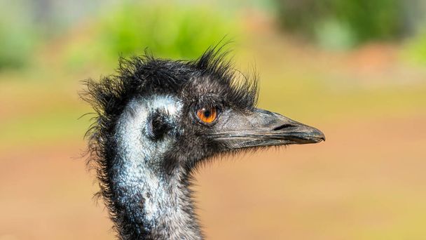 Portret van een emu (Dromaius novaehollandiae), de op één na grootste levende vogel na de struisvogel. Hij is endemisch in Australië, waar hij de grootste inheemse vogel is.. - Foto, afbeelding