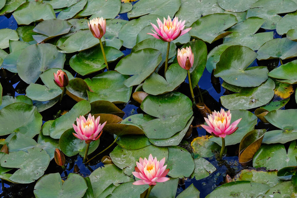 Růžové lotos květiny se zelenými listy na pozadí. - Fotografie, Obrázek